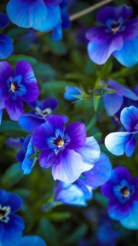 Blue Violet10 фото