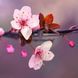 Japanese Cherry Blossom1 фото 1