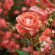 Bohemian Rose 10г 0000660 фото 2