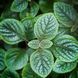 Garden Mint1 фото 2