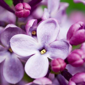 French Lilac 10г 0000034 фото