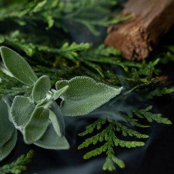 Sage and Cypress1 фото