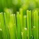 Fresh Cut Grass 10г 0065382 фото 1