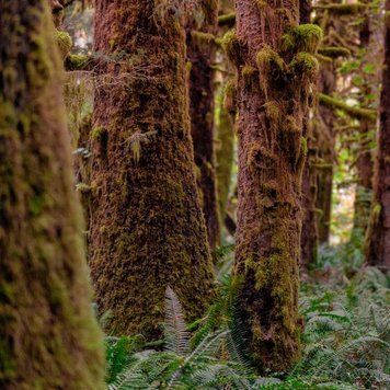 Redwoods and Moss 10гр Redwoods and Moss10 фото