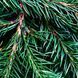 Fraser Fir1 фото 1