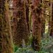 Redwoods and Moss 10гр Redwoods and Moss10 фото 2